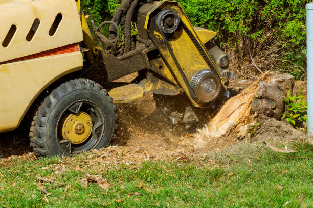 Best Tree Stump Removal  in Privateer, SC